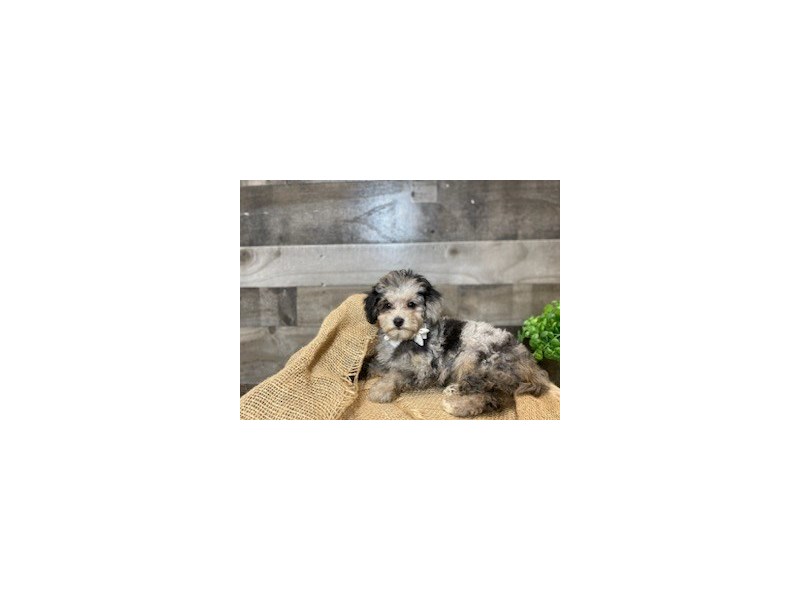 Poodle Mini-Female-Blue Merle-4127430-The Barking Boutique