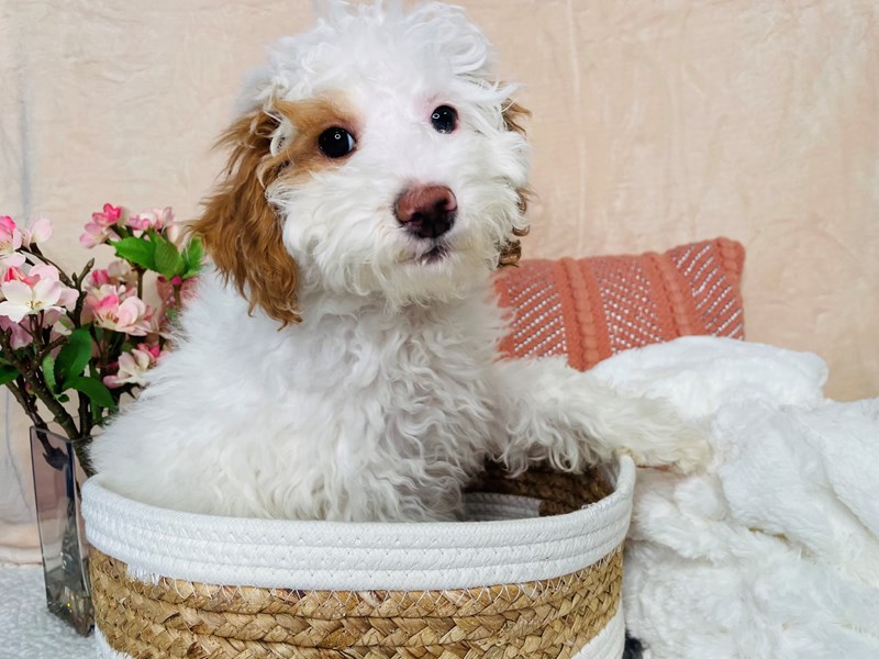 Miniature Poodle-Female-Red & Wht-4083425-The Barking Boutique