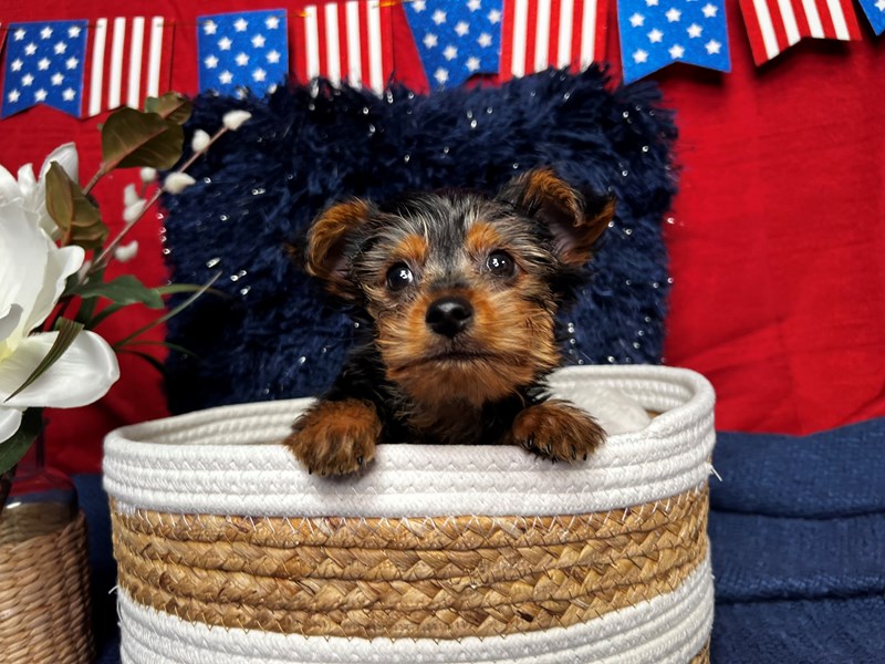Yorkshire Terrier-Male-Black / Tan-4145276-The Barking Boutique