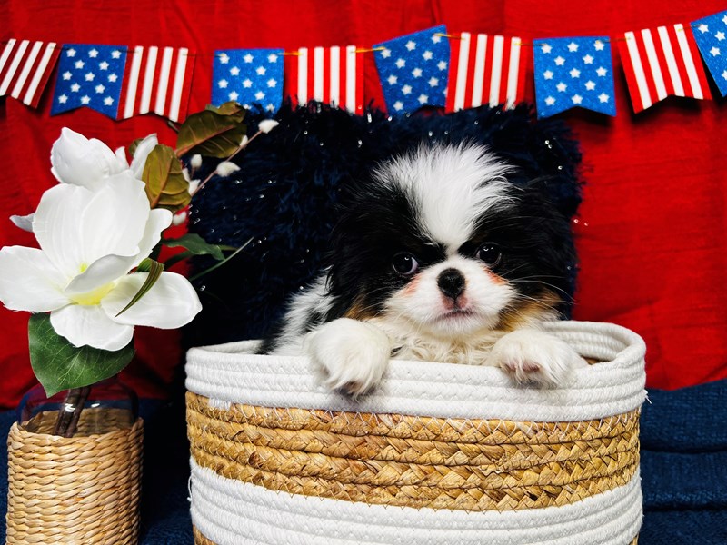 Japanese Chin-Male-Black / White-4145290-The Barking Boutique