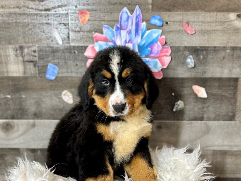 Bernese Mountain Dog-Male-Blk Tri-4155835-The Barking Boutique