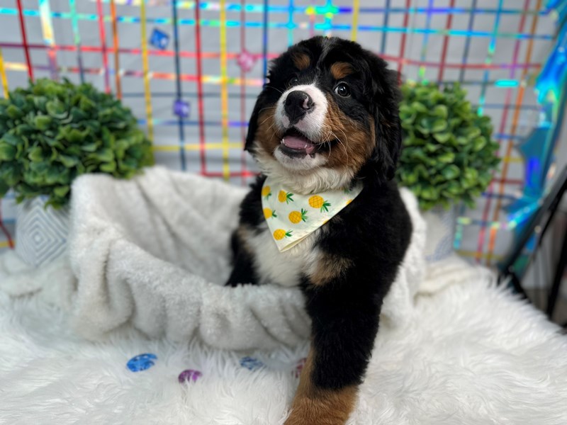 Bernese Mountain Dog-Male-Black Rust / White-4153787-The Barking Boutique