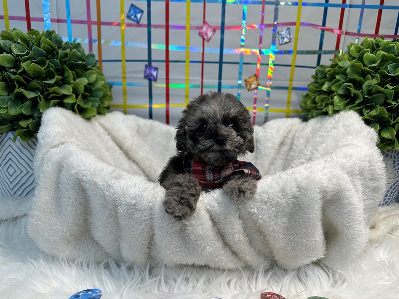 Poodle Toy-Male-Blue Merle-4154132-The Barking Boutique
