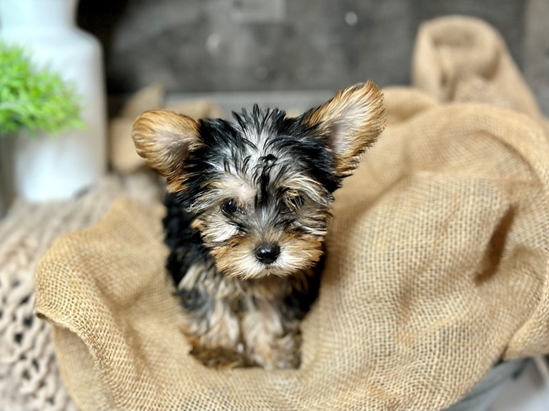 Yorkshire Terrier-Female-Black / Tan-4164889-The Barking Boutique