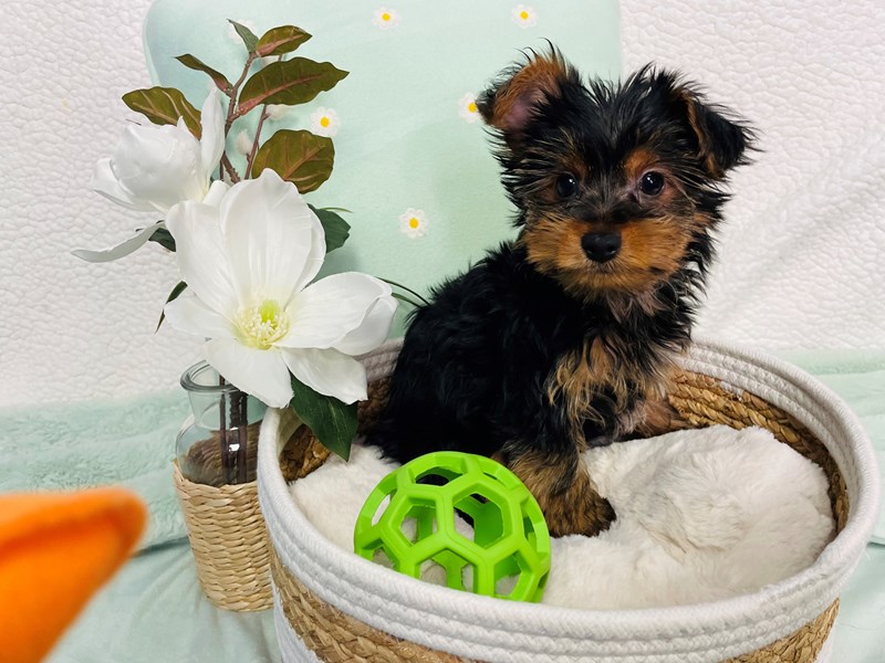 Yorkshire Terrier-Male-Black / Tan-4174968-The Barking Boutique