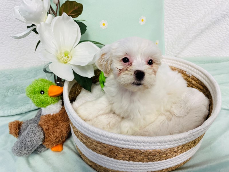 Lhasapoo-Female-Cream-4174964-The Barking Boutique