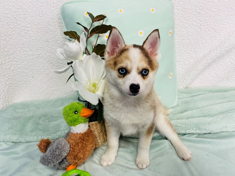 F1B Pomsky-Female-Sable-4178503-The Barking Boutique