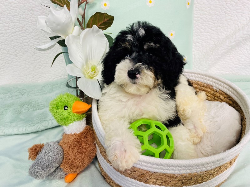 Miniature Poodle-Female-Black/White-4178449-The Barking Boutique