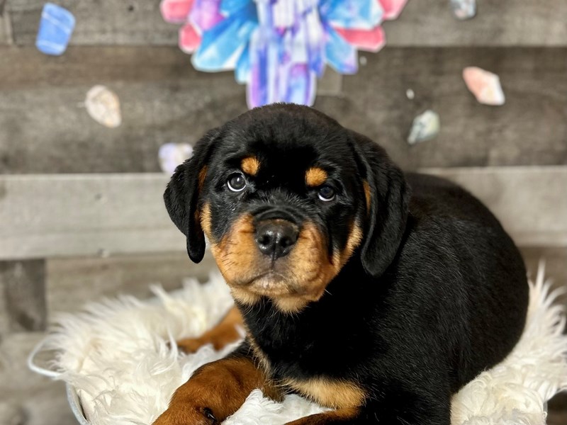Rottweiler-Male-Black / Rust-4153792-The Barking Boutique