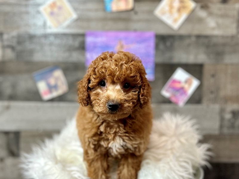 F1B Mini Goldendoodle-Male-Red-4176927-The Barking Boutique