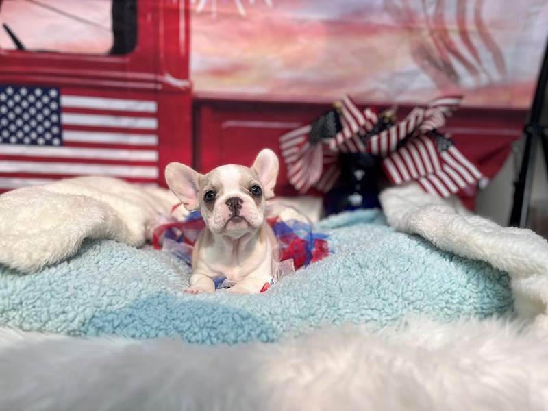 French Bulldog-Female-Blue & Wht Fawn-4197203-The Barking Boutique