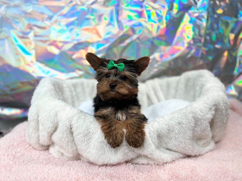 Yorkshire Terrier-Female-Black / Tan-4153799-The Barking Boutique