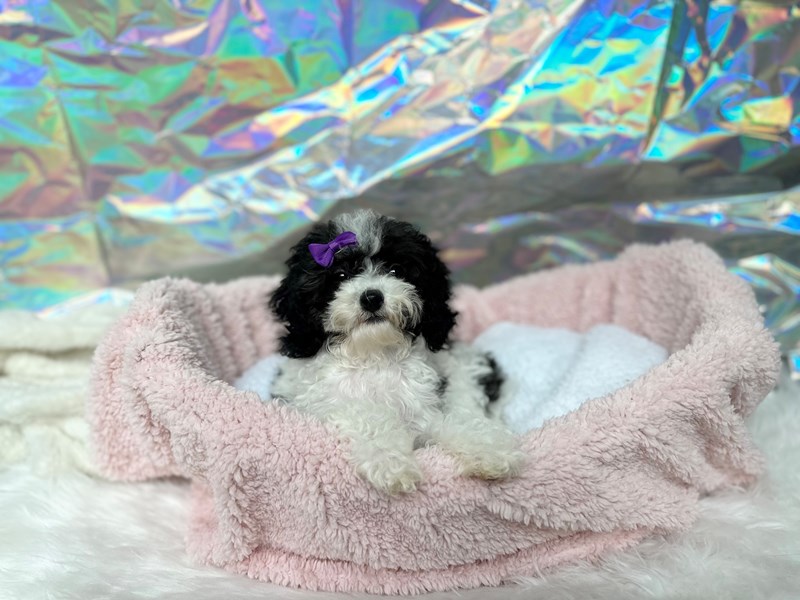 Poodle Mini-Female-Black / White-4127431-The Barking Boutique
