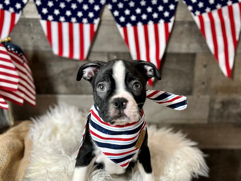 Boston Terrier – July