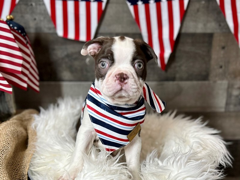 Boston Terrier-Male-Seal / White-4194824-The Barking Boutique