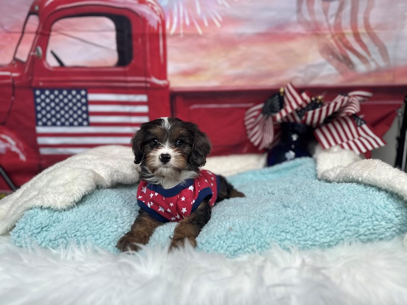 Cavapoo-Male-Chocolate Merle-4194828-The Barking Boutique