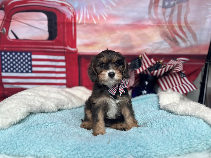 Cavapoo-Male-Chocolate Merle-4194829-The Barking Boutique