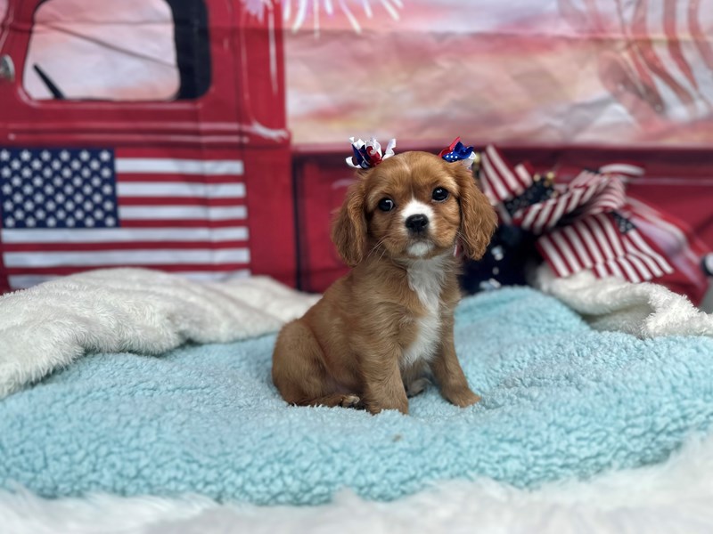 Cavalier King Charles Spaniel-Female-Ruby-4194840-The Barking Boutique