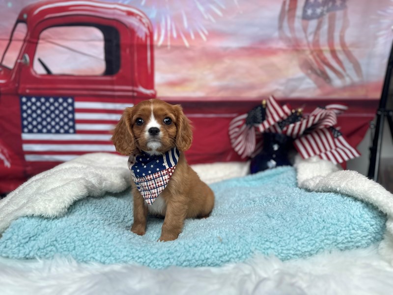 Cavalier King Charles Spaniel-Male-Ruby-4194842-The Barking Boutique