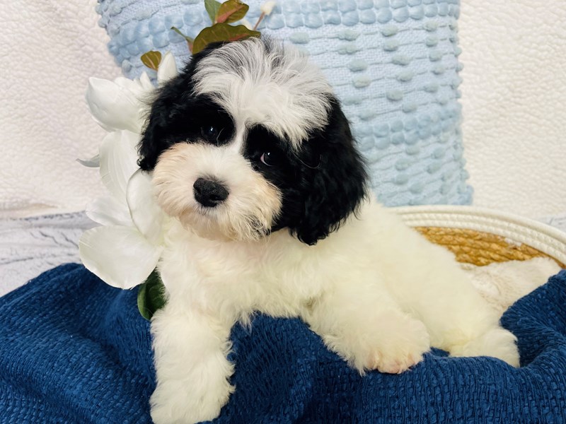 Teddy Bear-Male-White-4215724-The Barking Boutique