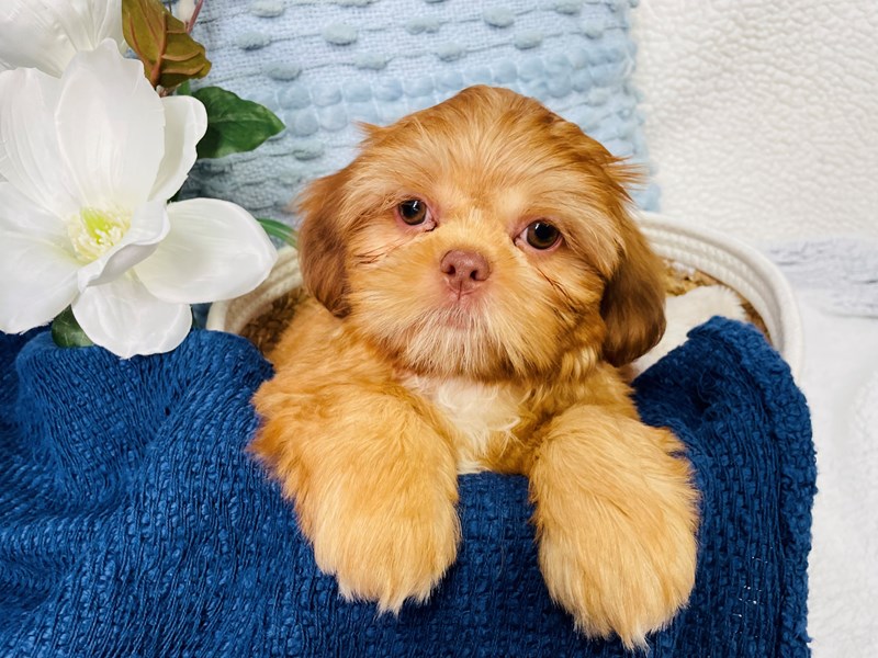 Shihpoo-Male-Chocolate-4215725-The Barking Boutique