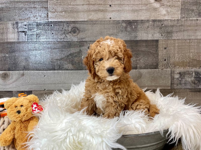 F1B micro mini Goldendoodle-Male-Red-4215450-The Barking Boutique