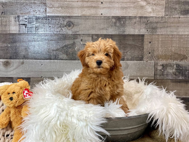 F1B micro mini Goldendoodle-Female-Red-4215479-The Barking Boutique
