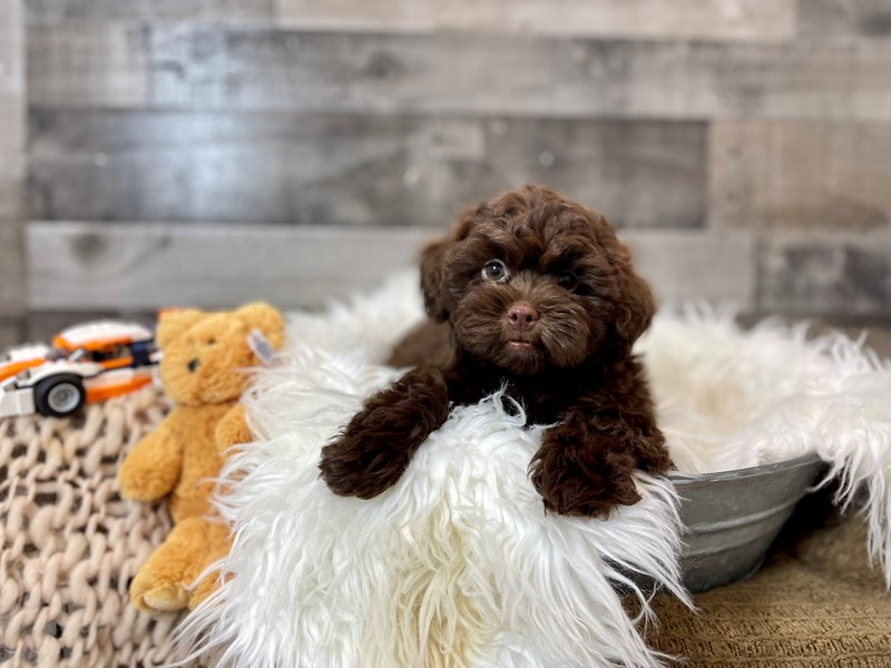 Shihpoo-Male-Chocolate-4215726-The Barking Boutique