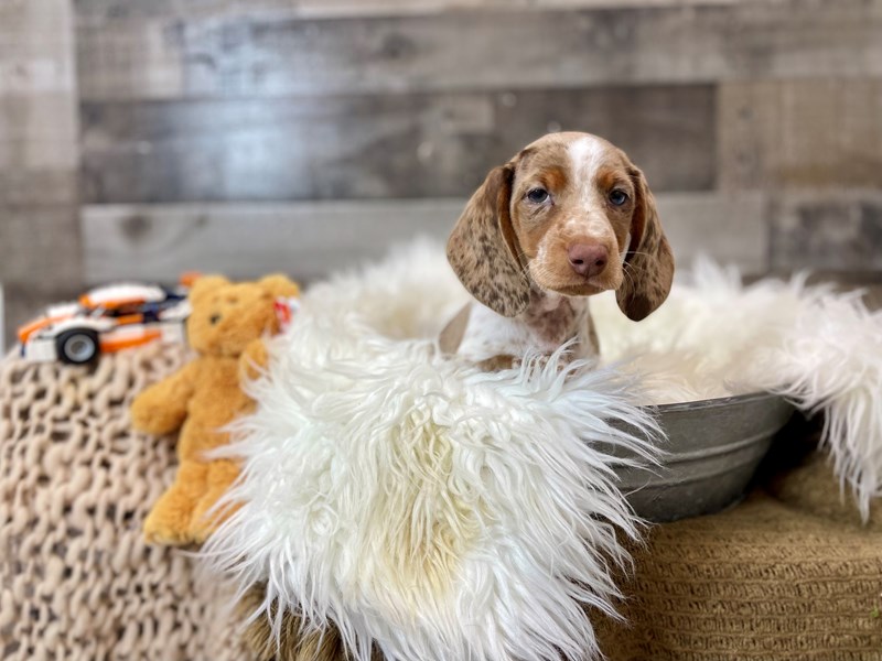 Dachshund-Male-Chocolate White Tan-4215720-The Barking Boutique