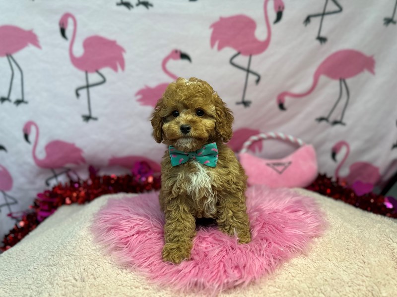 F1b Cockapoo-Male-Red-4225232-The Barking Boutique