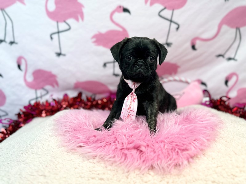 Pug-Male-Brindle-4225234-The Barking Boutique