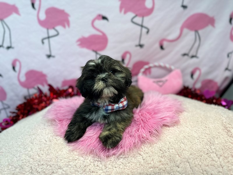 Lhasa Apso-Male-Sable-4225272-The Barking Boutique