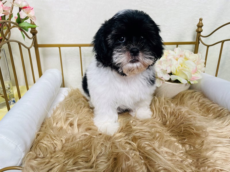 Shihpoo-Male-Black / White-4184731-The Barking Boutique