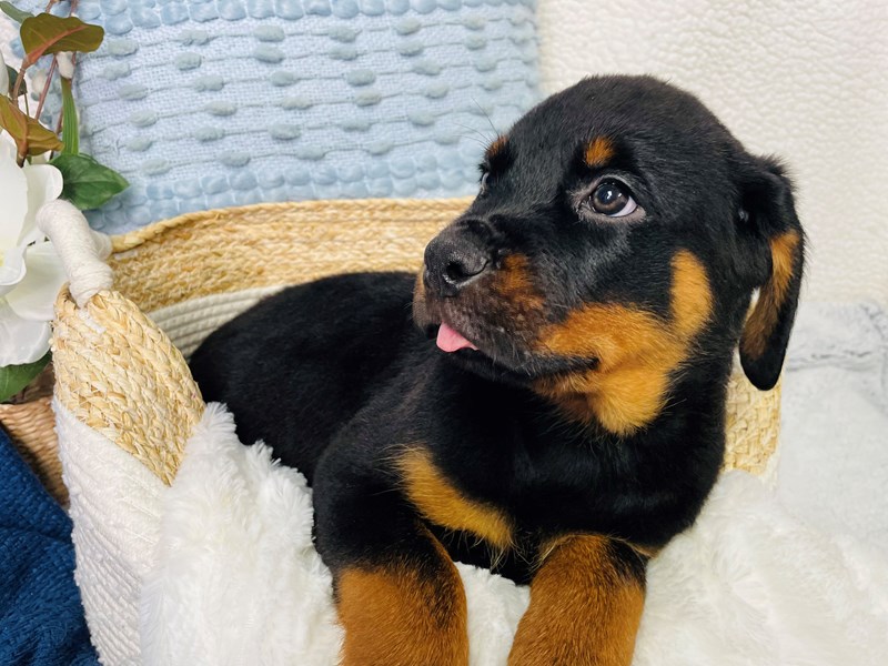 Rottweiler-Male-Black / Rust-4215716-The Barking Boutique
